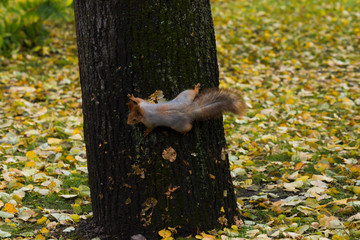 Squirrel in a city park