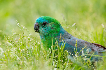 Red-rumped Parrot in Australia