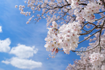 closeup cherry blossoms on blue sky background