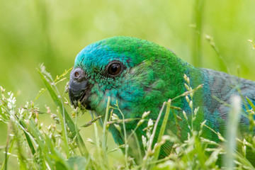 Red-rumped Parrot in Australia