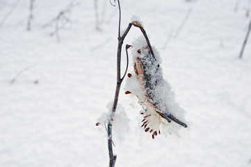 Milkweed Seed Pod in Winter