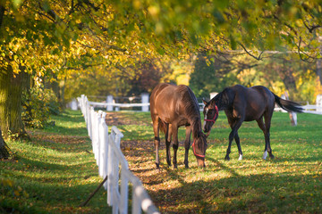 konie na wybiegu, jesienny poranek