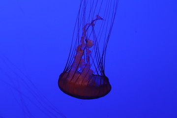 meduse