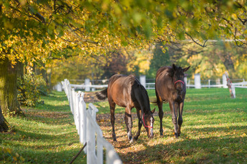 Fototapeta konie na wybiegu, jesienny poranek obraz