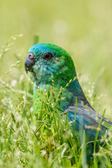 Red-rumped Parrot in Australia