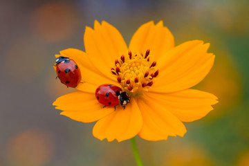 ladybug on a flower