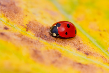 ladybug on green leaf