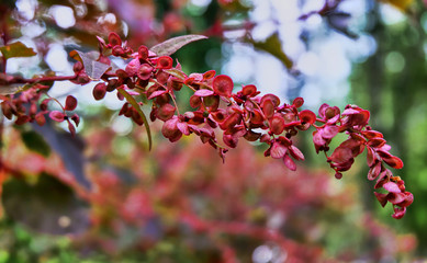 Branch with red leaves