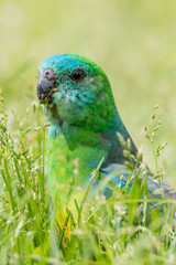 Red-rumped Parrot in Australia