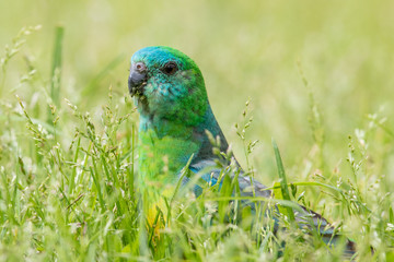 Red-rumped Parrot in Australia