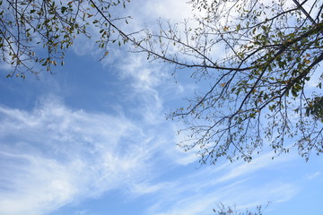 Background material. September Sky / Hot summer is over and it is autumn, the sky is deep blue and the trees are in autumn.