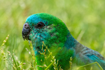 Red-rumped Parrot in Australia