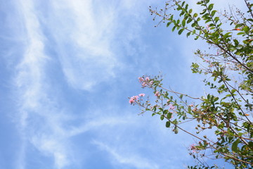 Background material. September Sky / Hot summer is over and it is autumn, the sky is deep blue and the trees are in autumn.