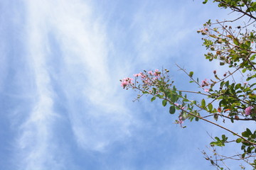 Background material. September Sky / Hot summer is over and it is autumn, the sky is deep blue and the trees are in autumn.