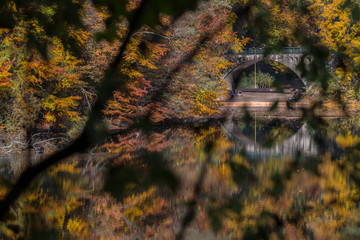 autumn colors, autumn vibes, autumn leaves