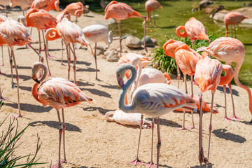 Flamingo. Flock of flamingo in natural background