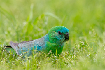 Red-rumped Parrot in Australia