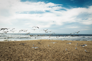 Sand beach, cloudy sky, and flock of birds. Seagulls flying away over the ocean