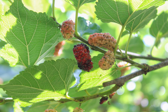 Close-up​ mullberly​ fruit​s​ on​ the​ tree​ in​ the​ organic​ farm.