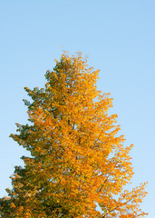 tree in autumn, sunset 