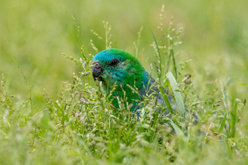 Red-rumped Parrot in Australia