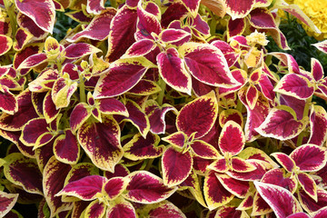Coleus the leaves purple-yellow color