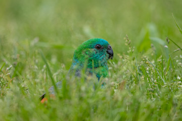 Red-rumped Parrot in Australia