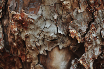 Craquelê / Cascas de Madeira