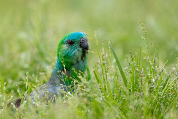 Red-rumped Parrot in Australia