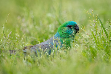 Red-rumped Parrot in Australia