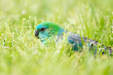 Red-rumped Parrot in Australia