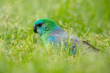 Red-rumped Parrot in Australia