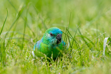 Red-rumped Parrot in Australia