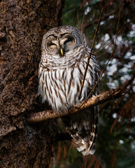 Barred Owl on a Branch