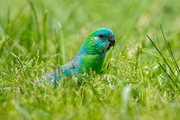 Red-rumped Parrot in Australia