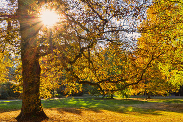 Bunte Jahreszeit im Sonnenlicht