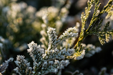 Erster Frost