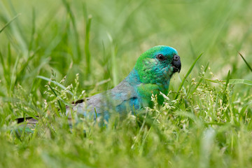 Red-rumped Parrot in Australia