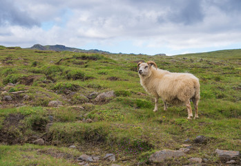 Obraz premium Close up fluffy ram, male of icelandic sheep, on green grass meadow at Skogar South Iceland, Summer blue sky