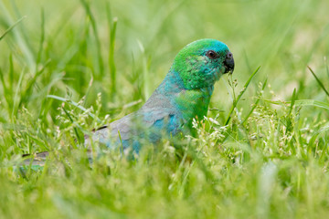 Red-rumped Parrot in Australia