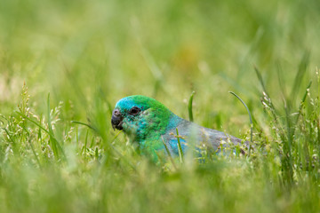 Red-rumped Parrot in Australia