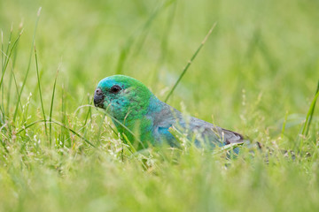 Red-rumped Parrot in Australia