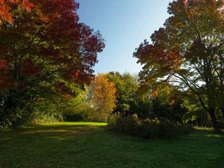 Fototapeta premium OLYMPUS DIGITAL CAMERA - PARK