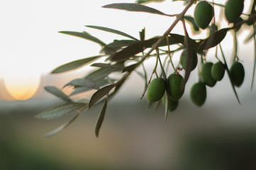 olive branch with olives at sunset