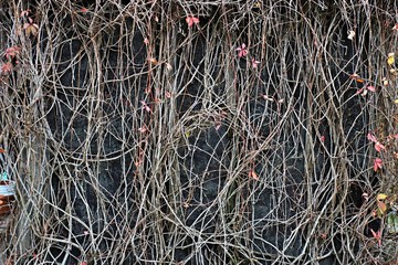 dekoracja © Katarzyna