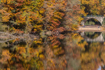 autumn colors, autumn vibes, autumn leaves