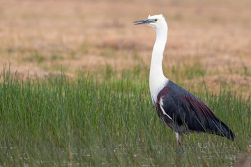 White-necked Heron in Australia