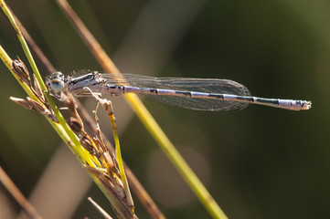 Coenagrion mercuriale the southern damselfly delicate insect of electric blue and black color that lives in little degraded places