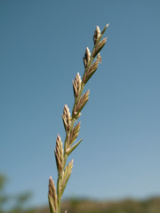Lolium perenne