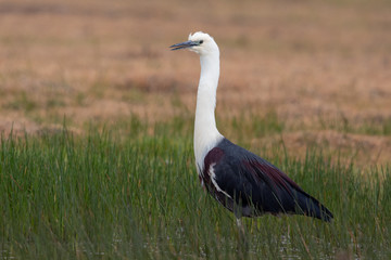 White-necked Heron in Australia